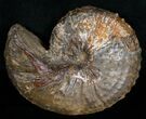 Hoploscaphites nebrascensis Ammonite #6128-1